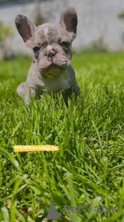 Zusätzliche Fotos: Hallo Französische Bulldoggenwelpen zu verkaufen.