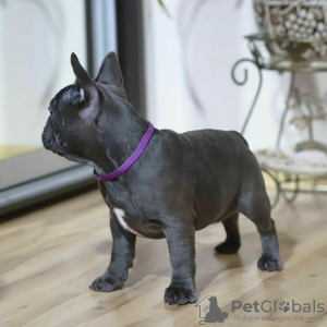 Foto №2 zu Ankündigung № 125622 zu verkaufen  - einkaufen Großbritannien 