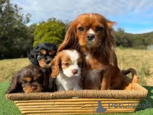 Foto №1. cavalier king charles spaniel - zum Verkauf in der Stadt Brüssel | 700€ | Ankündigung № 162614