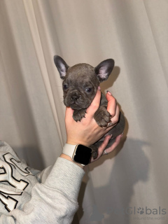 Foto №3. French Bulldog puppies -. Australien