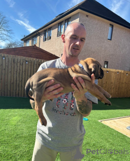 Foto №2 zu Ankündigung № 139600 zu verkaufen cane corso italiano - einkaufen Österreich züchter