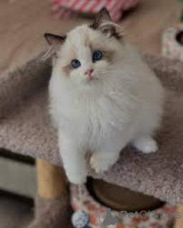 Foto №3. Chatons Ragdoll zu verkaufen. Belgien