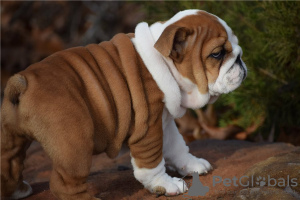 Foto №2 zu Ankündigung № 110076 zu verkaufen englische bulldogge - einkaufen USA 