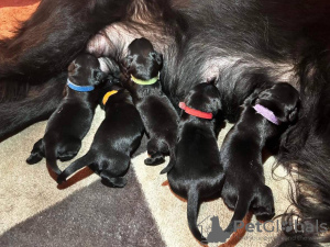 Foto №2 zu Ankündigung № 90973 zu verkaufen flat coated retriever - einkaufen Estland 