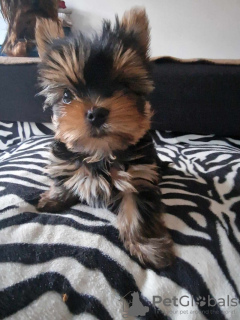 Foto №2 zu Ankündigung № 133380 zu verkaufen yorkshire terrier - einkaufen Deutschland quotient 	ankündigung