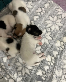 Foto №1. jack russell terrier - zum Verkauf in der Stadt Unterscheiden sich | 400€ | Ankündigung № 172228
