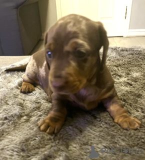 Foto №3. Magnifiques teckels pommelés miniaturen enregistrés au kc. Deutschland