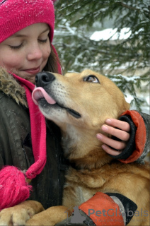 Foto №1. mischlingshund - zum Verkauf in der Stadt Краснокамск | Frei | Ankündigung № 9089