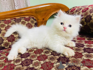 Foto №1.  - zum Verkauf in der Stadt Amstetten | verhandelt | Ankündigung № 161690