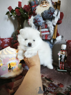 Foto №3. Minihund, Pommerscher Spitz-Teddybär. FCI-Stammbaum.. Georgien