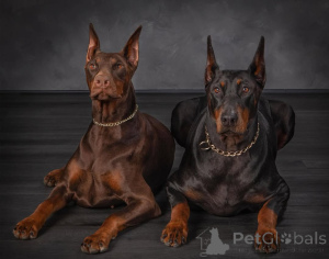 Foto №4. Ich werde verkaufen dobermann in der Stadt Гамбург. quotient 	ankündigung - preis - 950€