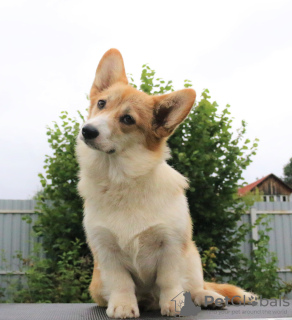 Foto №1. welsh corgi - zum Verkauf in der Stadt Москва | 1000€ | Ankündigung № 56736