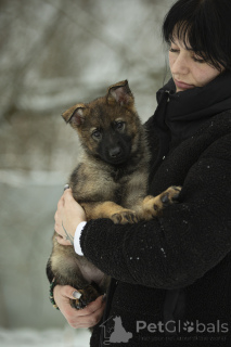 Foto №1. deutscher schäferhund - zum Verkauf in der Stadt Weiße Kirche | 1500€ | Ankündigung № 164309