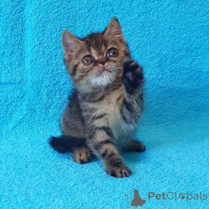 Foto №1. exotische kurzhaarkatze - zum Verkauf in der Stadt Daffris | 350€ | Ankündigung № 174385
