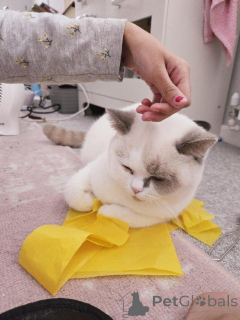 Foto №2 zu Ankündigung № 147276 zu verkaufen britisch kurzhaar - einkaufen Deutschland 