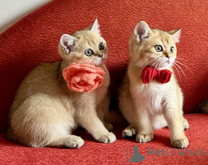 Foto №1. schottische faltohrkatze - zum Verkauf in der Stadt Bratislava | verhandelt | Ankündigung № 147117