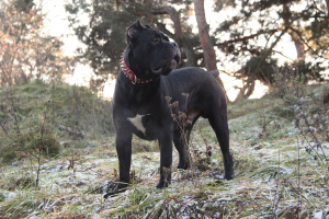 Foto №4. Paarung cane corso italiano in Litauen. Ankündigung № 3279