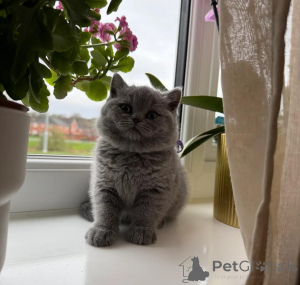 Foto №4. Ich werde verkaufen britisch kurzhaar in der Stadt Zürich. quotient 	ankündigung - preis - Frei