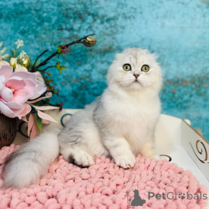 Foto №3. Scottish Vysloguye Cat. Ukraine