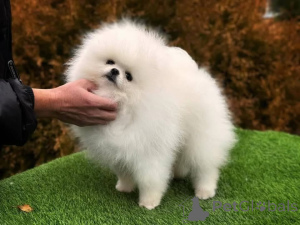 Foto №3. Verfügbar für alle, die es ernst meinen und bereit sind, sie zu adoptieren. Sie. Kanada