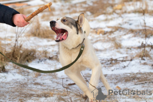 Foto №3. Schöner Hund Mans in guten Händen. Russische Föderation