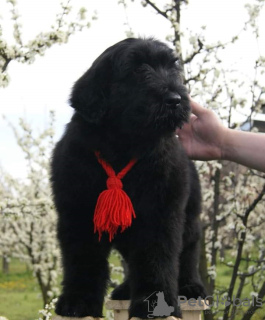 Foto №4. Ich werde verkaufen russischer schwarzer terrier in der Stadt Панчево.  - preis - verhandelt