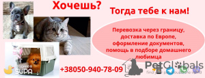 Foto №2. Dienstleistungen für die Lieferung und den Transport von Katzen und Hunden in Ukraine. Price - verhandelt. Ankündigung № 8905