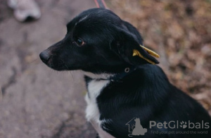 Zusätzliche Fotos: Der kleine Kurzbeiner Toby sucht ein Zuhause! Gewicht 7 kg