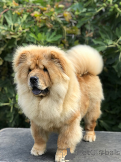 Foto №3. Chow Chow Puppies For Sale! Čau Čau štenci na prodaju!. Serbien