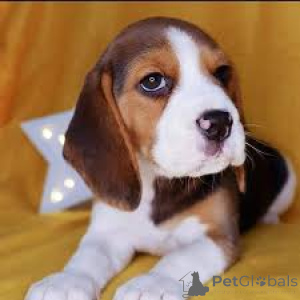 Foto №3. Beagle-Welpen zu verkaufen. Niederlande