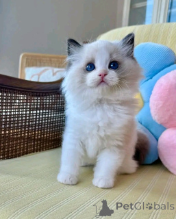 Foto №3. RAGDOLL-KATZEN ZUR Adoption. Deutschland