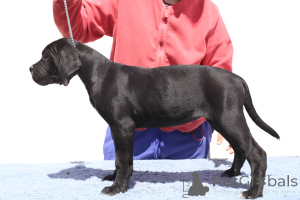 Foto №2 zu Ankündigung № 140500 zu verkaufen cane corso italiano - einkaufen Rumänien züchter