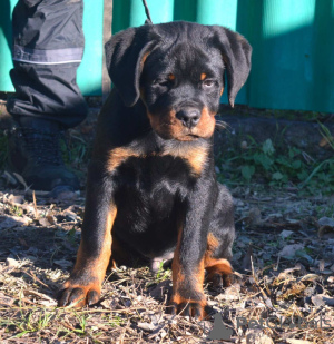 Foto №2 zu Ankündigung № 83601 zu verkaufen rottweiler - einkaufen Serbien 
