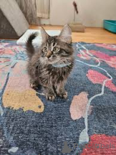 Foto №2 zu Ankündigung № 168357 zu verkaufen norwegische waldkatze - einkaufen Polen quotient 	ankündigung, züchter