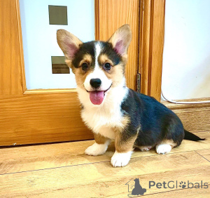 Foto №2 zu Ankündigung № 167523 zu verkaufen welsh corgi - einkaufen Dänemark quotient 	ankündigung, züchter