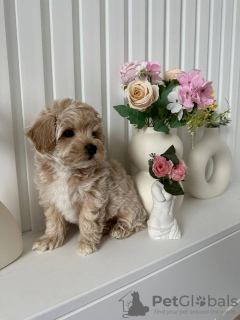 Foto №3. Maltipoo Welpe zur Adoption. USA