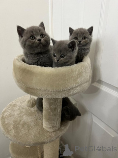 Foto №1. britisch langhaar - zum Verkauf in der Stadt Rotterdam | Frei | Ankündigung № 159206