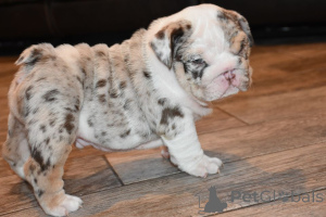 Foto №2 zu Ankündigung № 139944 zu verkaufen englische bulldogge - einkaufen Deutschland quotient 	ankündigung