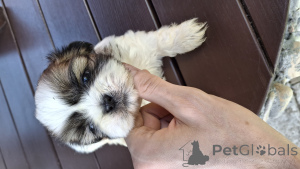 Foto №2 zu Ankündigung № 139538 zu verkaufen lhasa apso, pekingese, shih tzu - einkaufen Estland quotient 	ankündigung, vom kindergarten, züchter