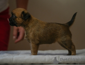 Foto №1. petit brabançon - zum Verkauf in der Stadt Mogilyov | 688€ | Ankündigung № 158234