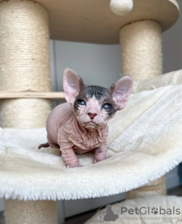 Foto №4. Ich werde verkaufen sphynx-katze in der Stadt Stockholm. quotient 	ankündigung - preis - verhandelt