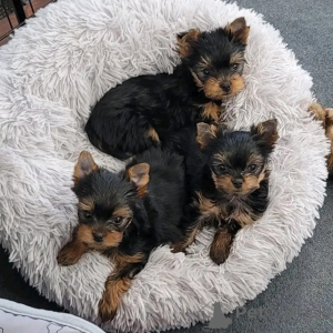 Foto №1. yorkshire terrier - zum Verkauf in der Stadt Bering | verhandelt | Ankündigung № 168169