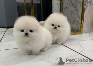 Foto №1. pommersche spitz - zum Verkauf in der Stadt Гамбург | 1000€ | Ankündigung № 133597