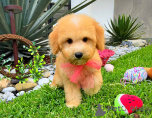 Foto №2 zu Ankündigung № 149822 zu verkaufen maltipu - einkaufen Deutschland quotient 	ankündigung, züchter