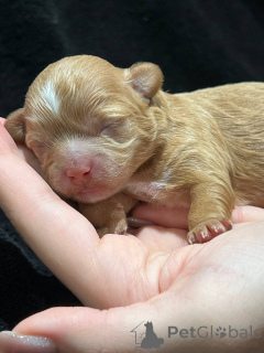 Foto №2 zu Ankündigung № 137527 zu verkaufen maltipu - einkaufen Usbekistan quotient 	ankündigung