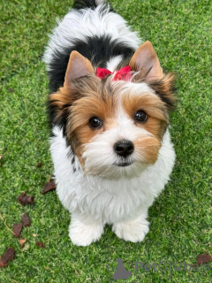 Foto №2 zu Ankündigung № 138878 zu verkaufen biewer terrier - einkaufen Deutschland quotient 	ankündigung, züchter