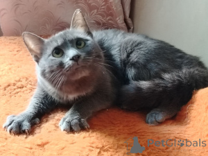 Foto №3. Charmante junge Katze Dymka als Geschenk. Weißrussland