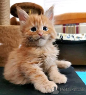 Foto №3. Maine-Coon-Weibchen. Belgien