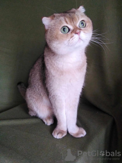 Foto №3. Scottish Fold Katze Basik sucht ein Zuhause!. Russische Föderation
