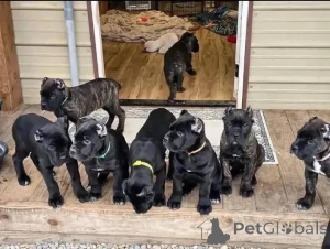 Foto №1. cane corso italiano - zum Verkauf in der Stadt Aalborg | 1€ | Ankündigung № 173389